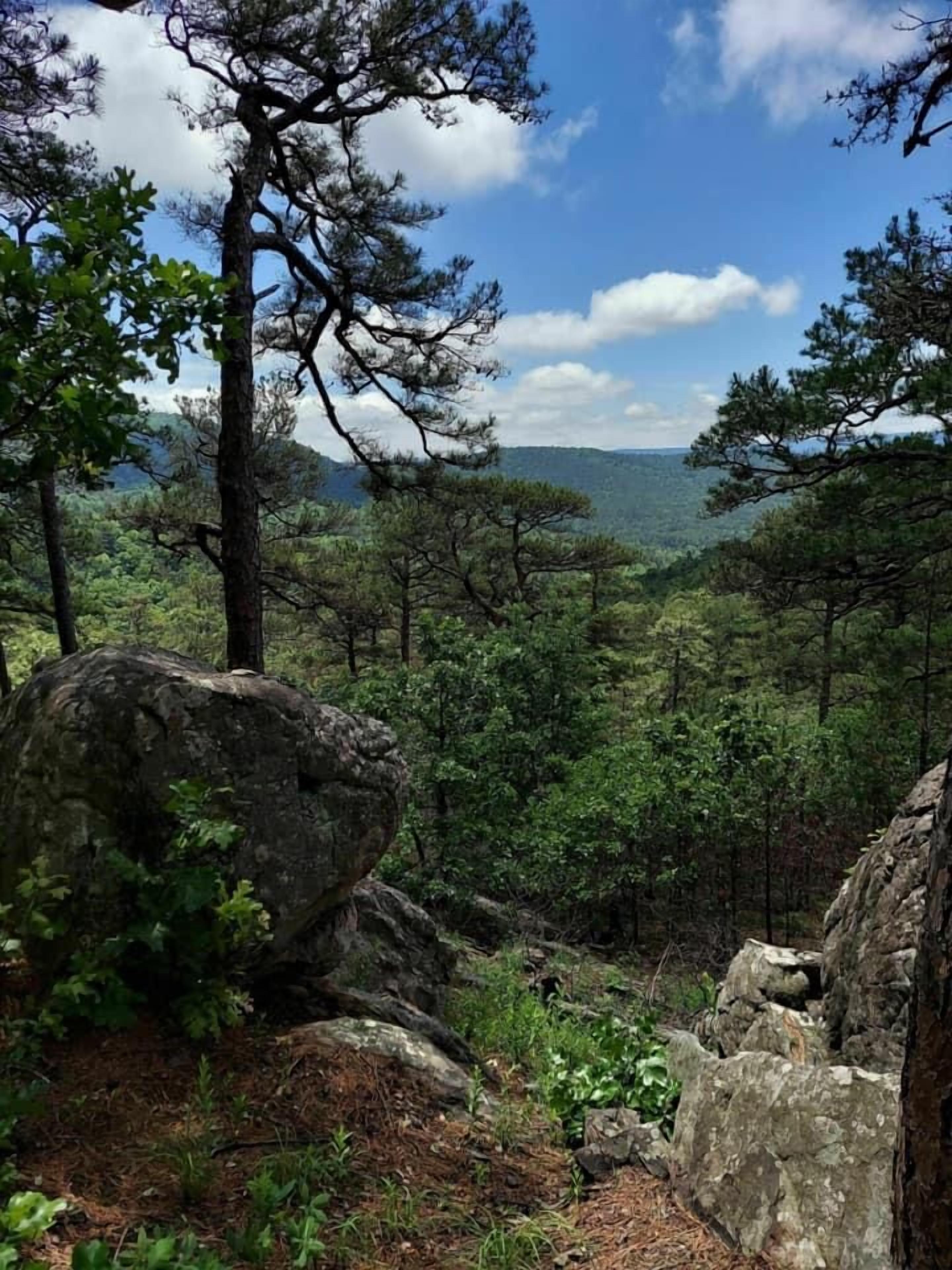 A forested landscape with a clear sky, rocky terrain, and a variety of trees.