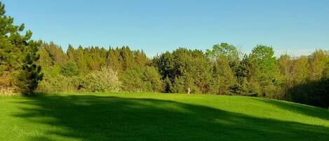 A grassy field with a clear sky and a line of trees in the background.
