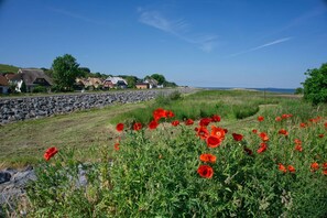 A coastal landscape with a stone wall, red poppies, and houses in the background.
