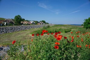 Un paisaje costero con un muro de piedra, amapolas rojas y casas al fondo.