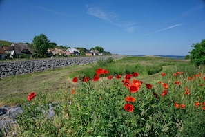 A coastal landscape with a stone wall, red poppies, and houses in the background.