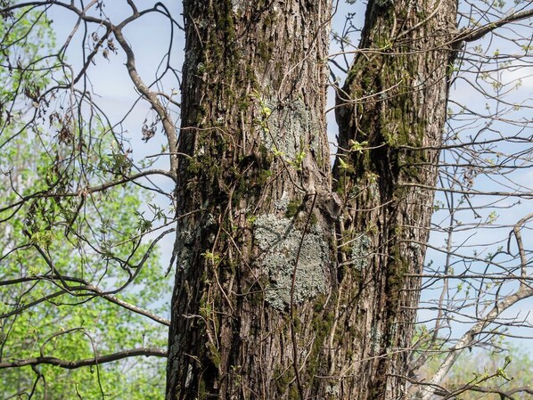 A tree trunk with moss and lichen growth.