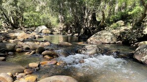 Ein natürlicher Bach mit klarem Wasser, das über Felsen fließt, umgeben von dichtem Grün.
