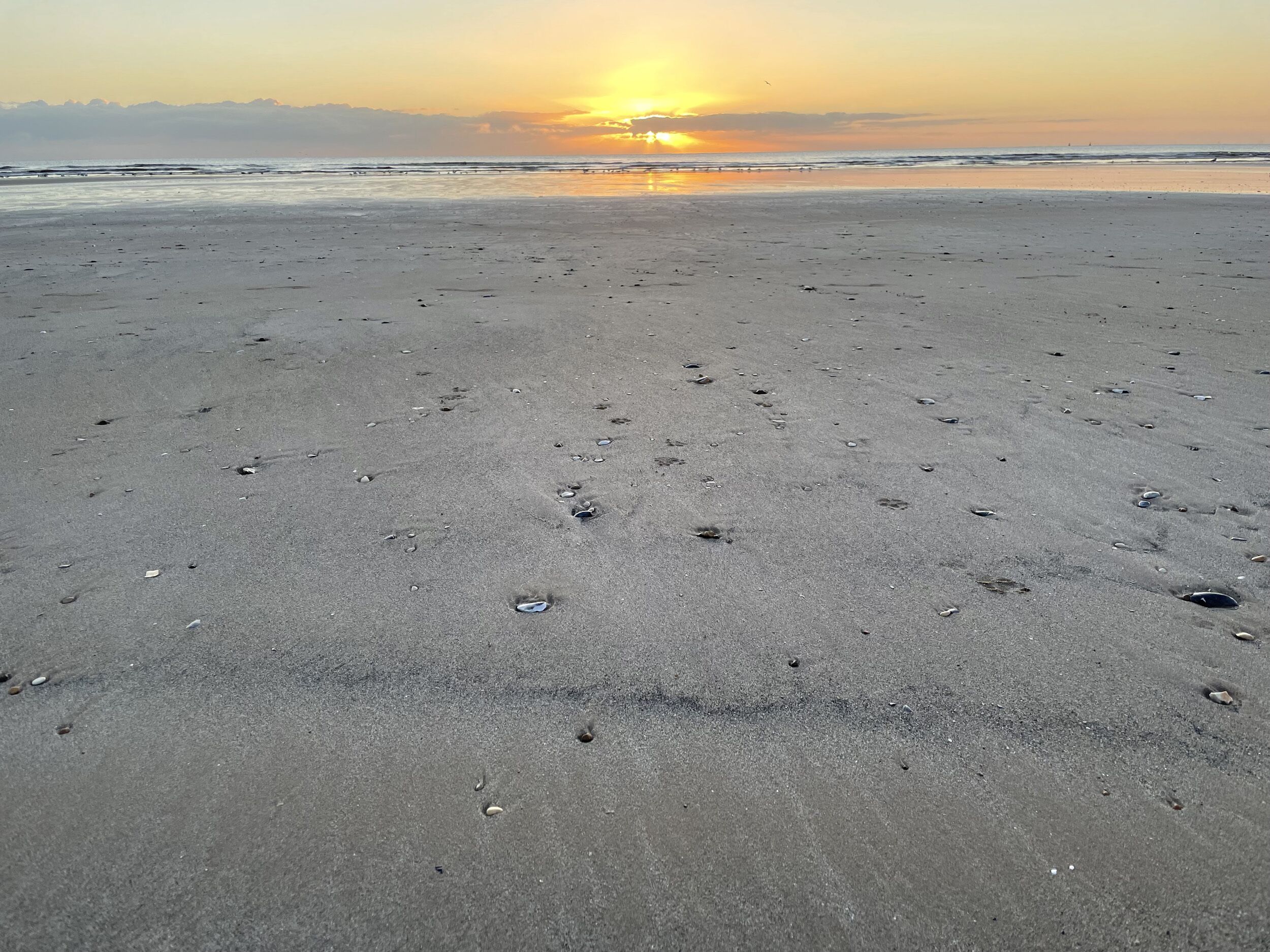 Une plage parsemée d’empreintes et de coquillages, avec un coucher de soleil en arrière-plan.