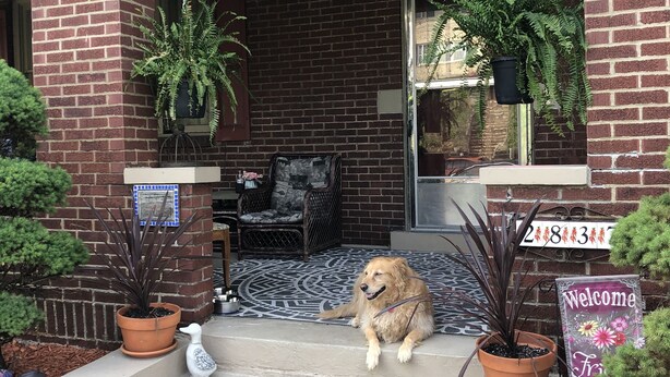 Un cane seduto davanti ai gradini di una casa in mattoni, con piante in vaso e un cartello di benvenuto.