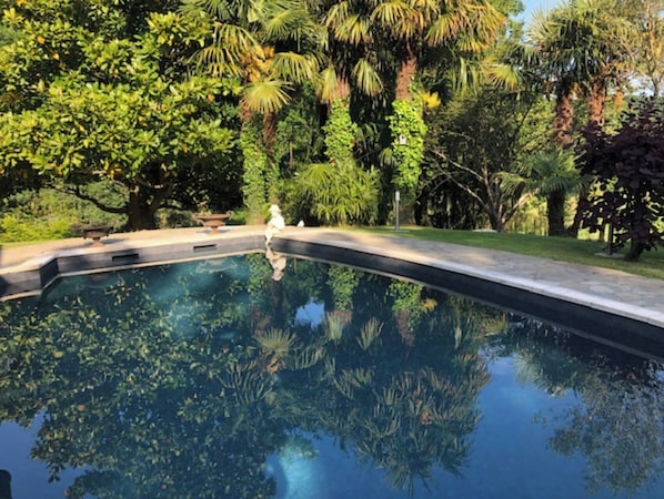 A swimming pool surrounded by lush greenery and trees.