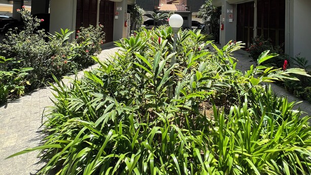 Un edificio moderno de varios pisos con un patio central con abundante vegetación y una farola.