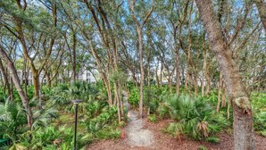 A pathway surrounded by trees and greenery, leading to a building with multiple windows. - Villa 452 - lovely condo just steps away from pool and beaches (Jekyll Island)