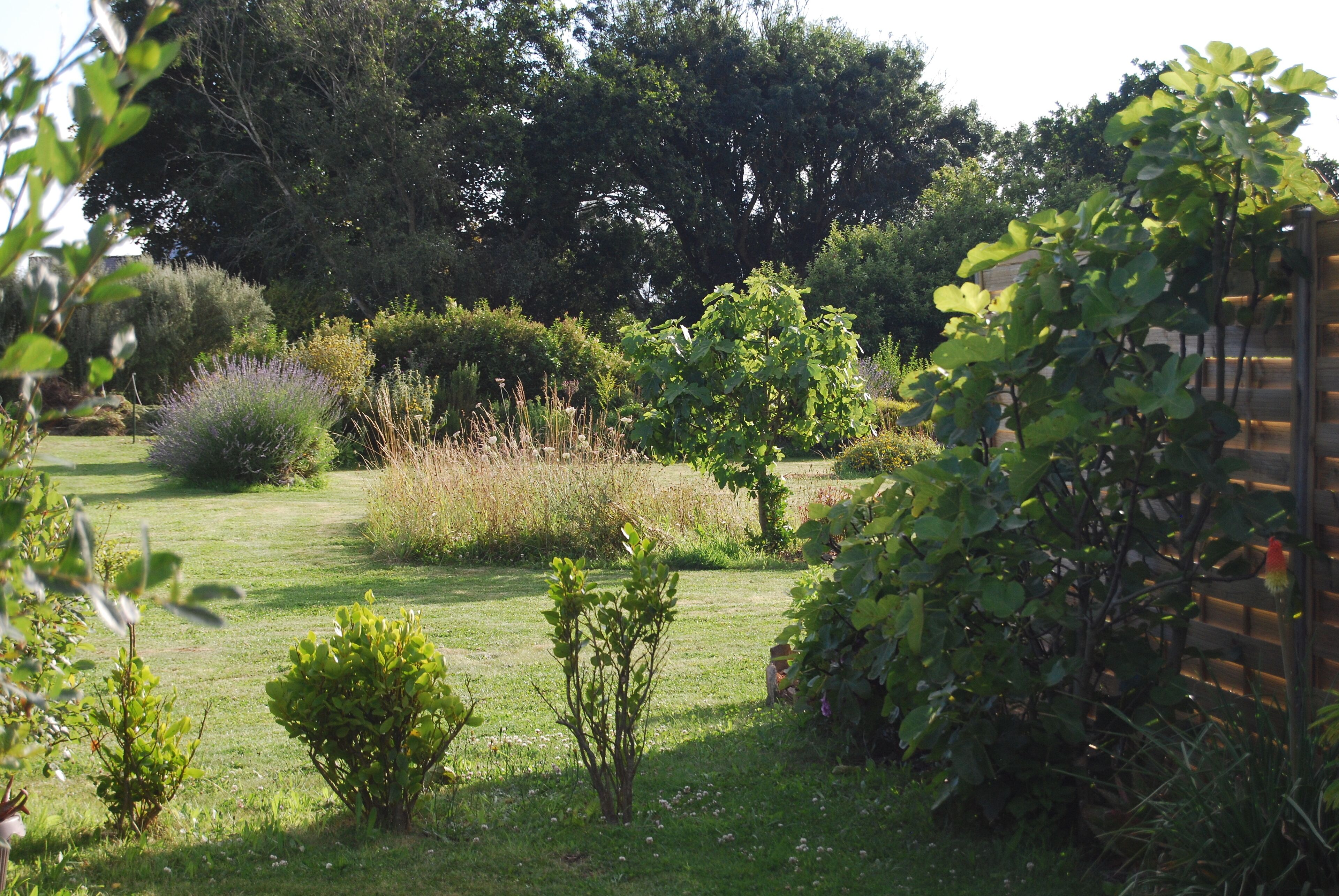 A well-maintained garden with various shrubs and a lawn.