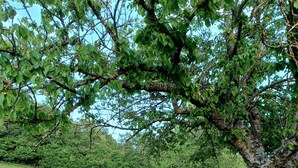A park with a paved path, two stone benches, and a tree with lichen. - Type F2 apartment in a quiet country setting (Comps)