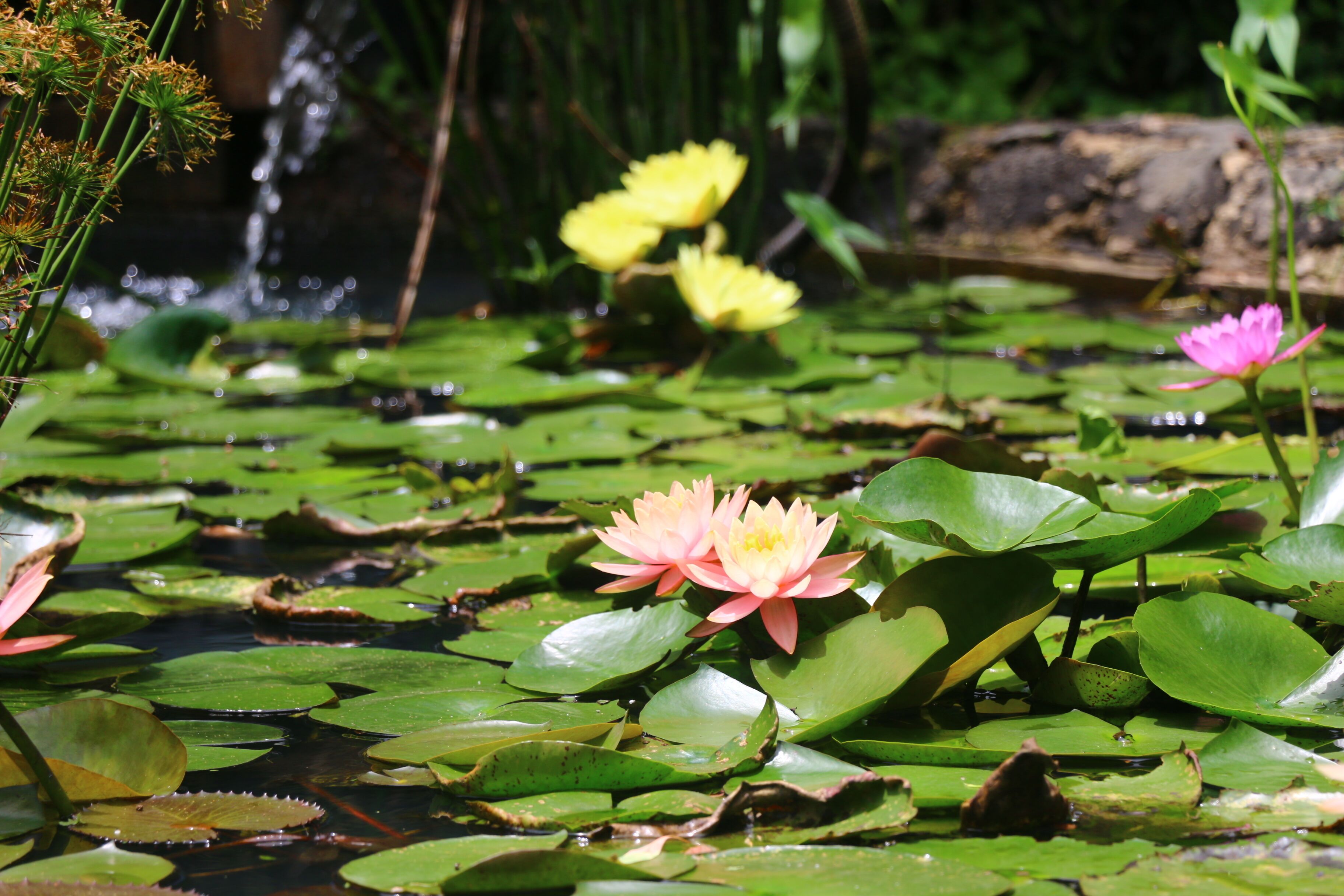 A pond with water lilies and a small waterfall in the background.