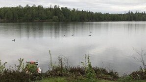 A calm lake with ducks swimming, surrounded by a forest and a grassy area with a boat docked. - Private Lake Front with boat launch and dock. (Kenai)