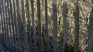 A wooden fence with a view of the ocean.