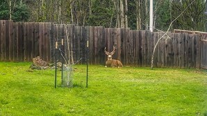 A fenced backyard with a deer and a bird feeder.