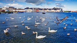 Un paisaje costero con cisnes y gaviotas, edificios al fondo y un cielo despejado.