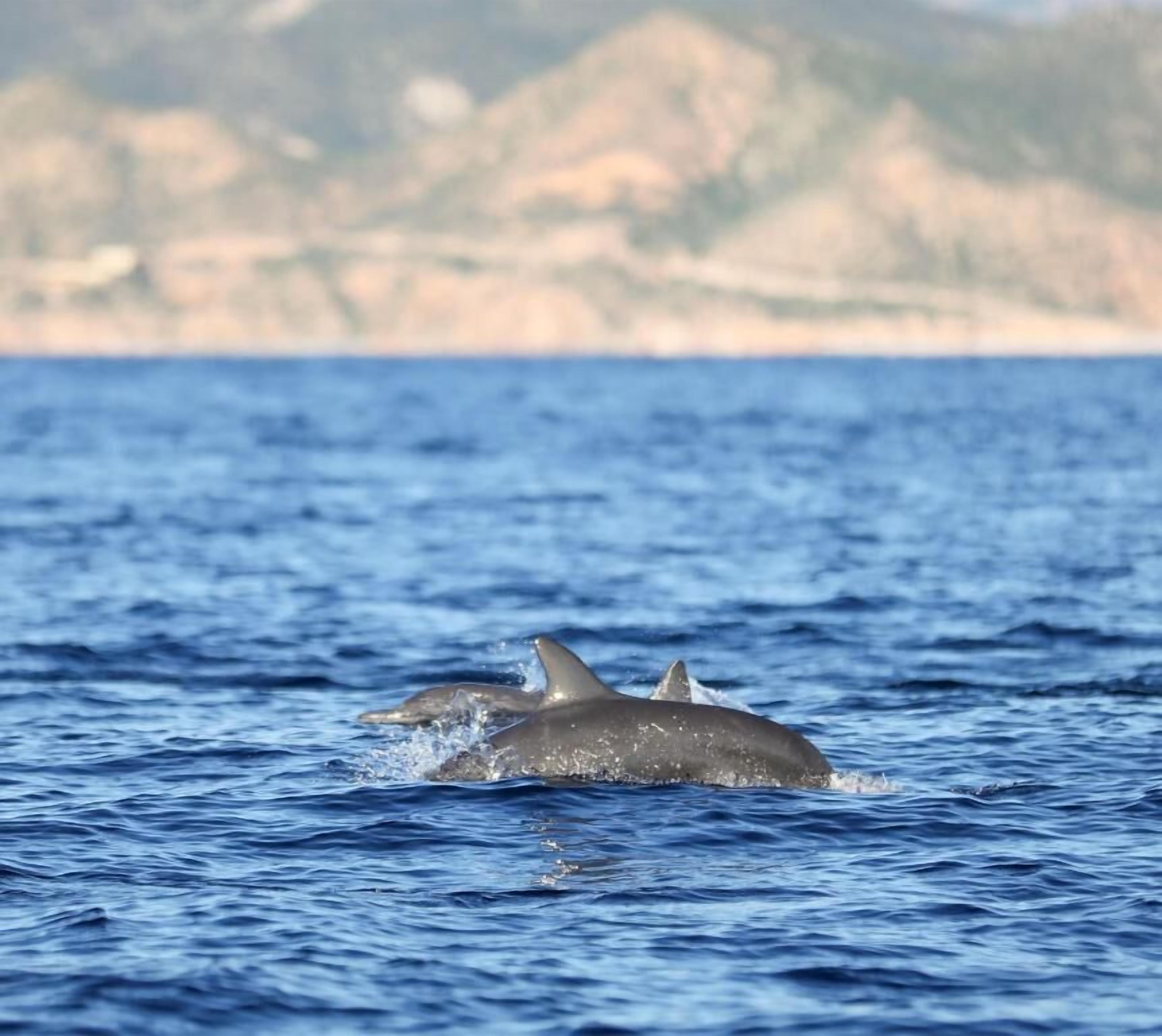 A dolphin swimming in the ocean with a rocky coastline in the background.