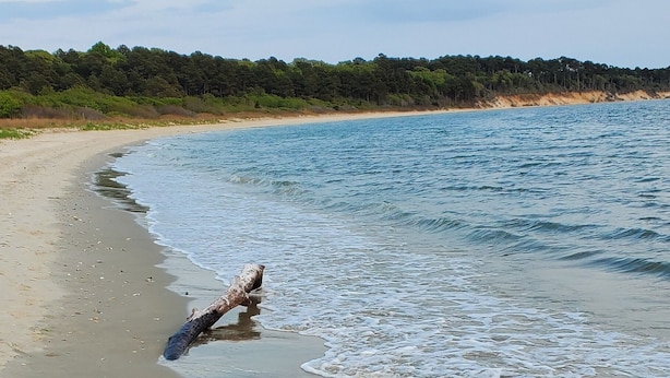 Uma praia com areal, uma árvore caída e ondas suaves.