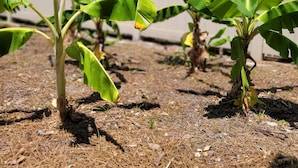 En trädgård med bananplantor.
