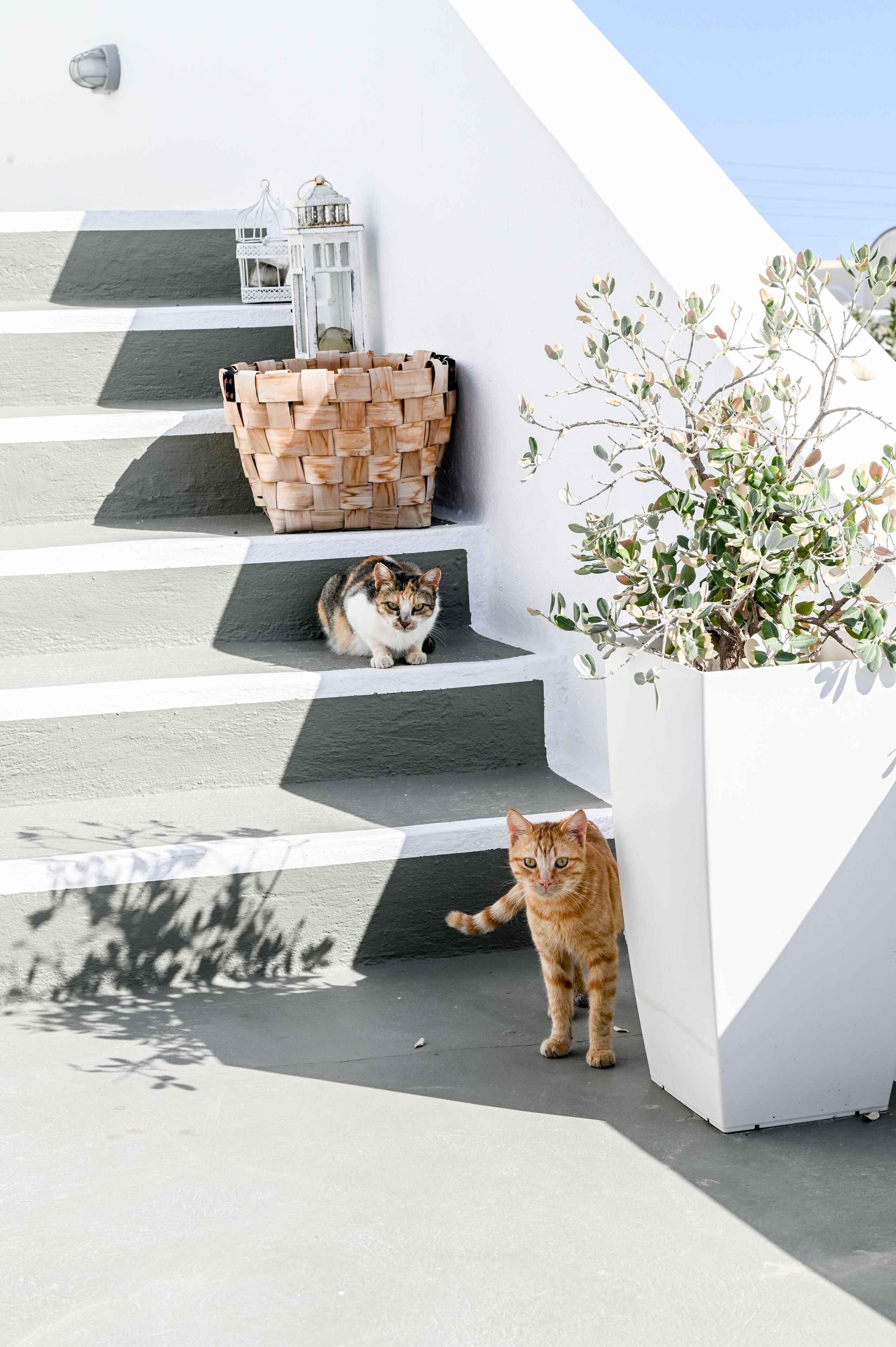 A staircase with a white wall, a woven basket, and a potted plant.