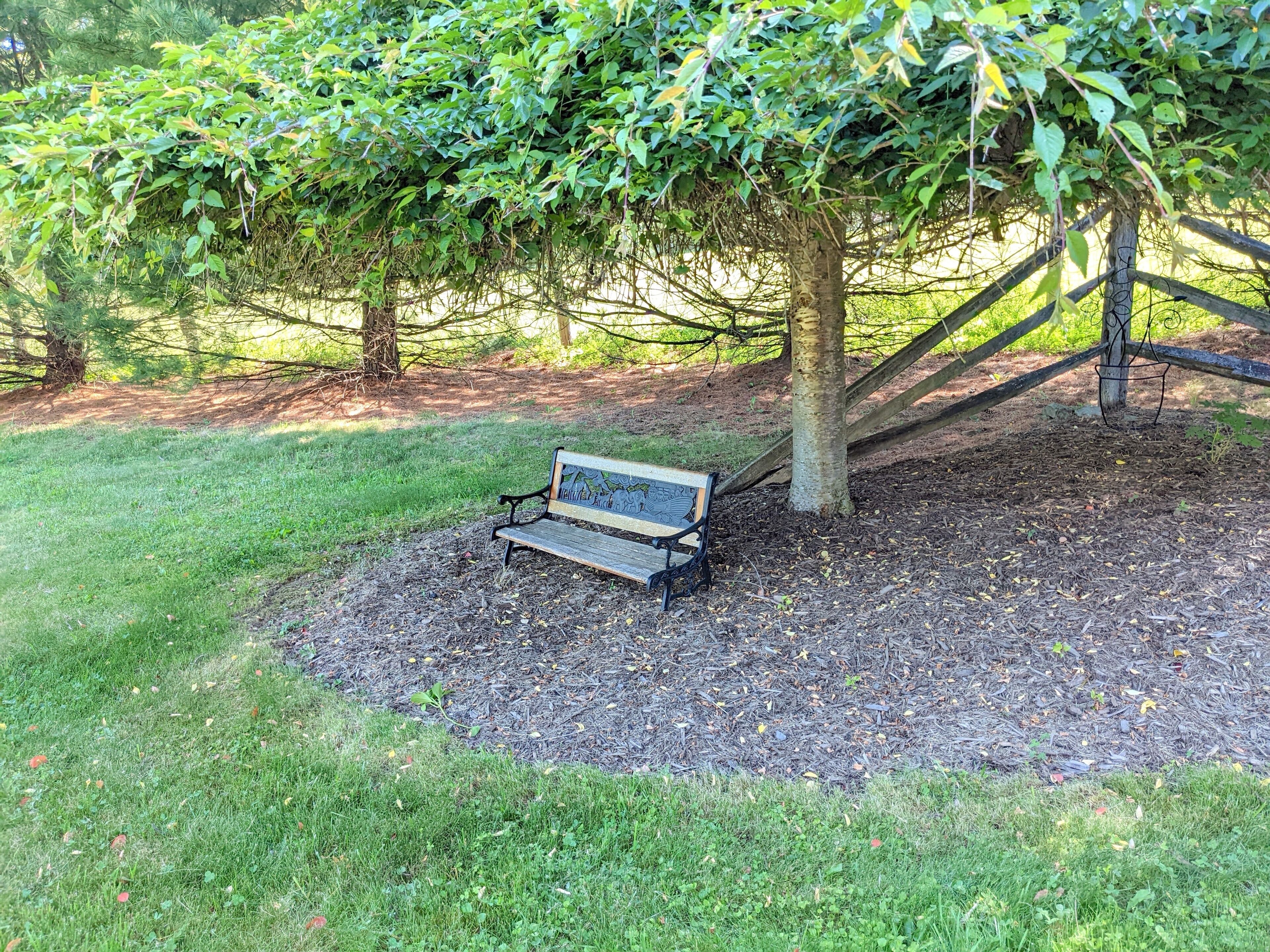 A park bench under a tree surrounded by grass and mulch.