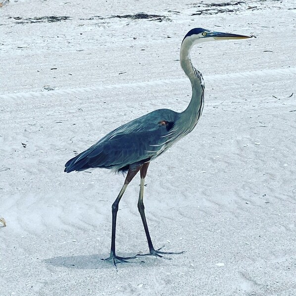 Un grand oiseau se tient sur une plage de sable.
