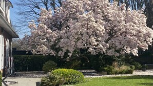 A residential area with a large flowering tree in front of a house. There are potted plants and a well-maintained lawn.