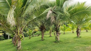 Un exuberante jardín con palmeras que dan cocos.