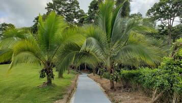 A pathway flanked by palm trees and lush greenery.