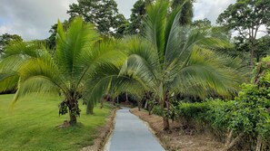 Un sentier bordé de palmiers et d’une végétation luxuriante.