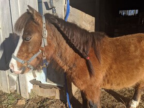 Property grounds - CABIN GUESTHOUSE on Horse Ranch w Mtn Views (Boone)