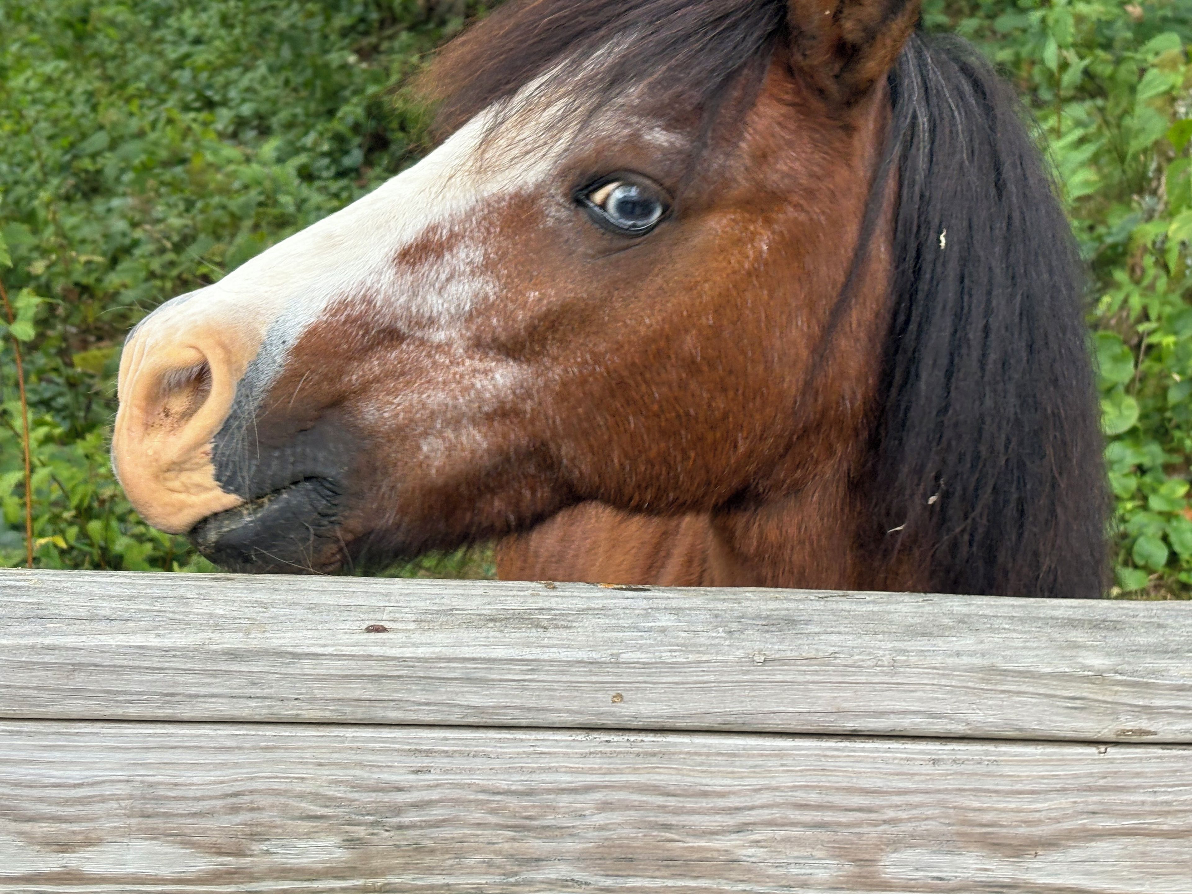 Un primer plano de la cabeza de un caballo con una valla de madera al frente.