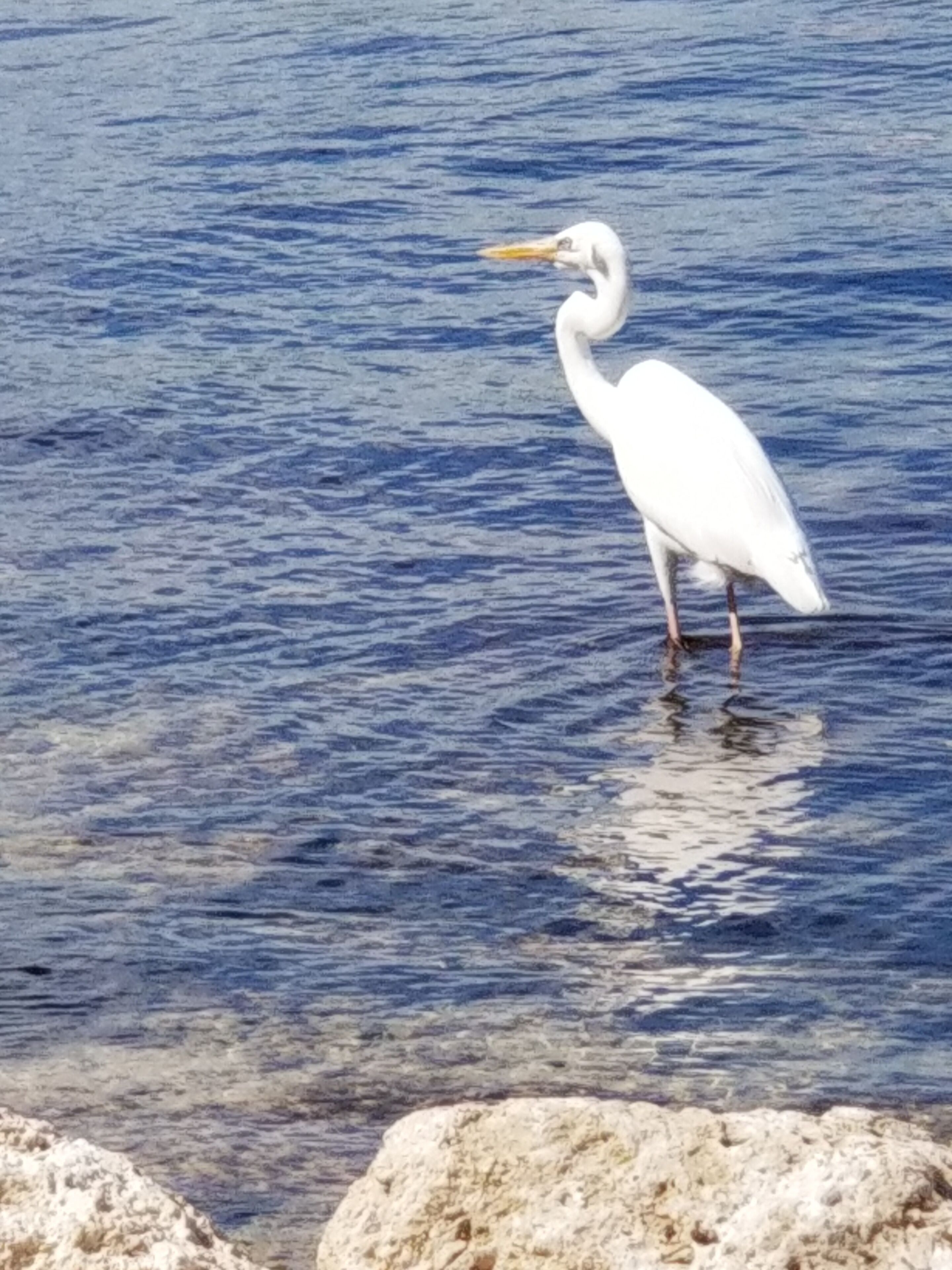 Een witte vogel in ondiep water.