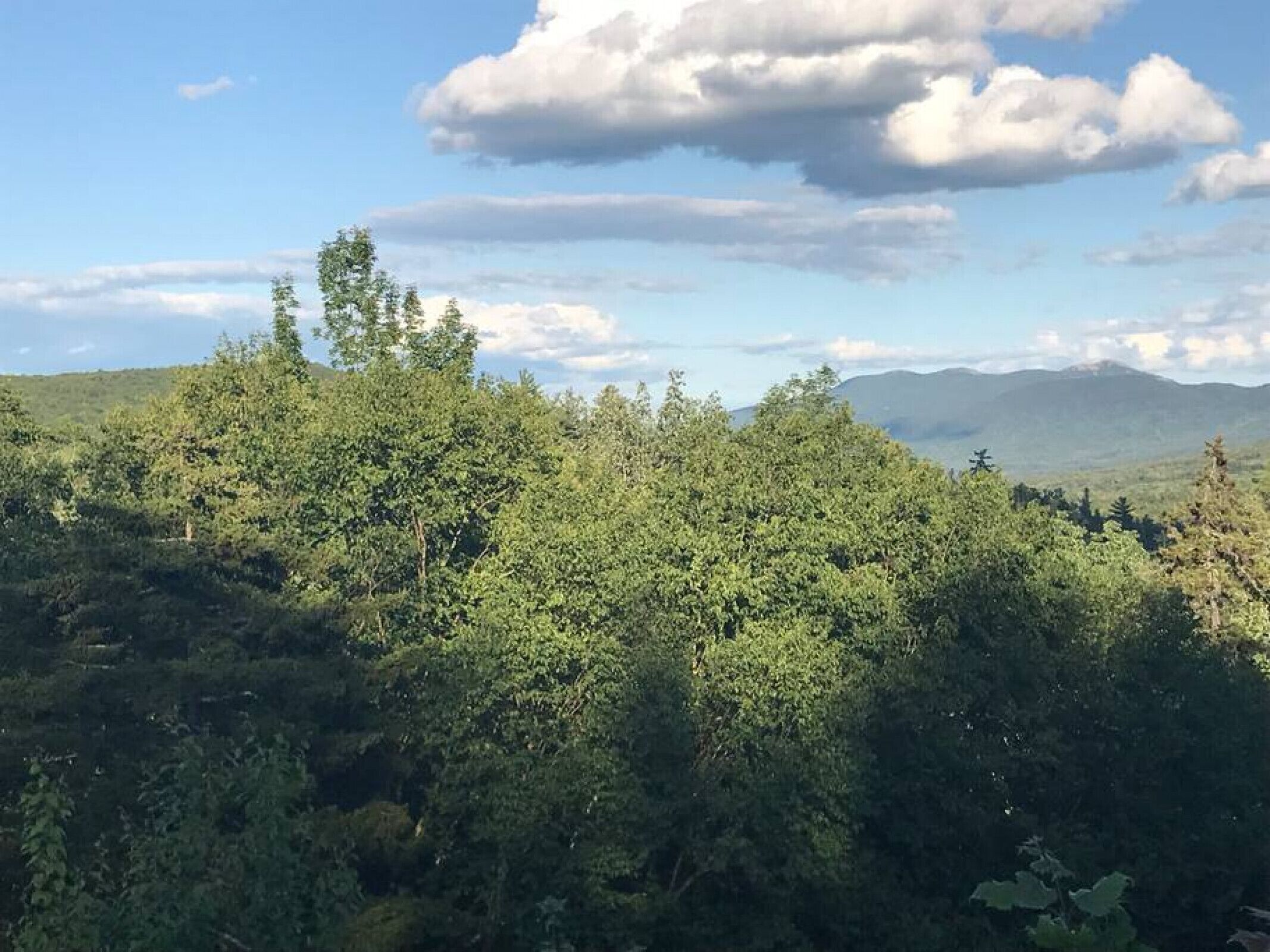 A dense forest with a mountain range in the background.