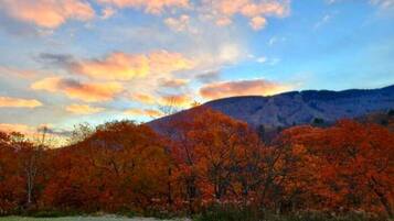 A landscape with autumn foliage and a mountain in the background.