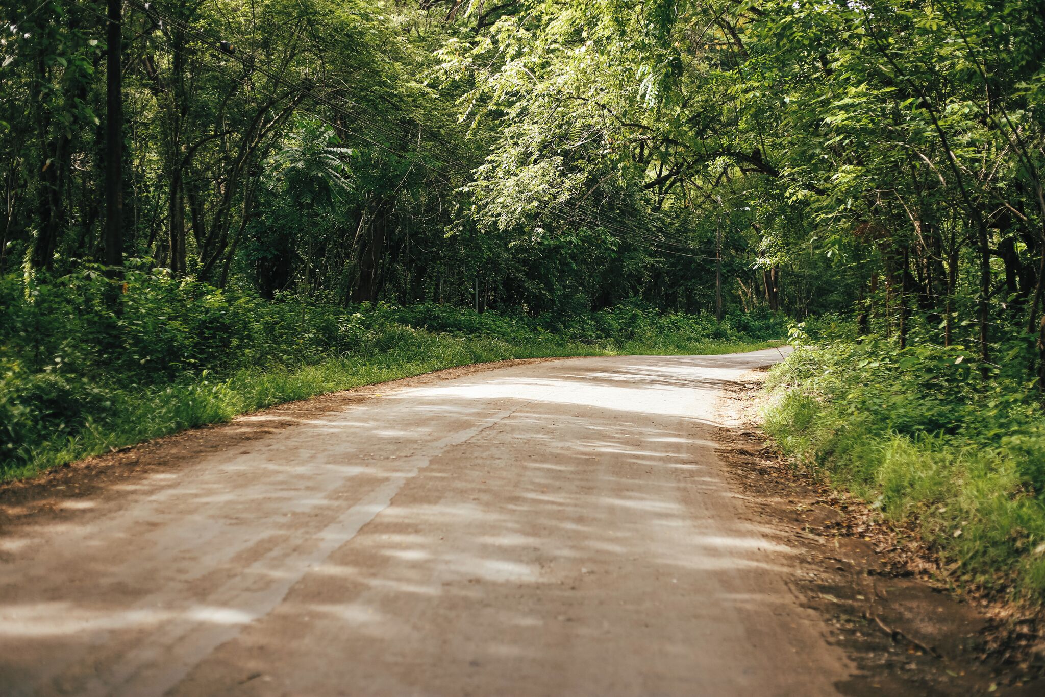 Une route asphaltée qui serpente à travers une forêt dense.