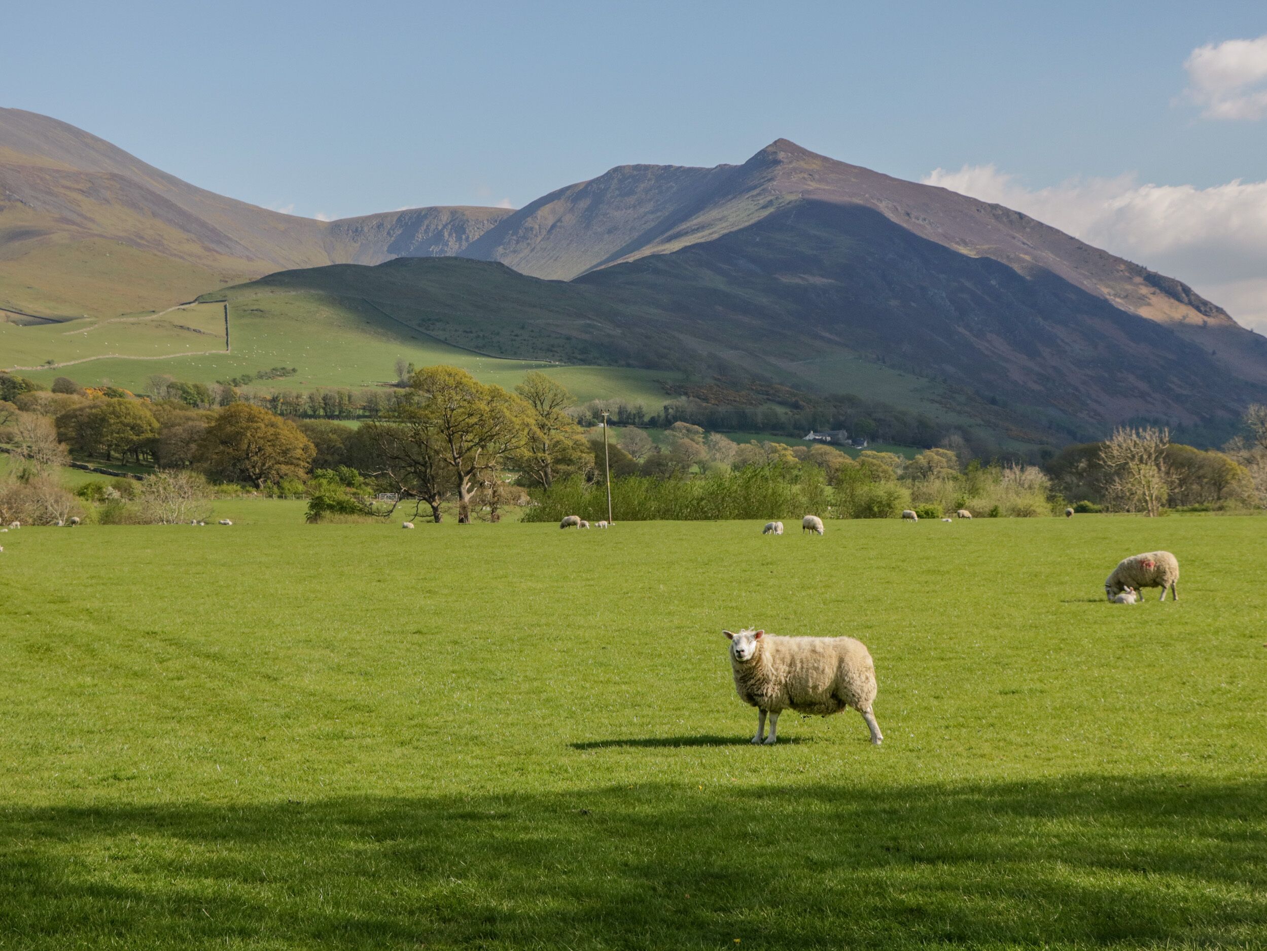 A green field with sheep grazing, surrounded by trees and mountains in the background.