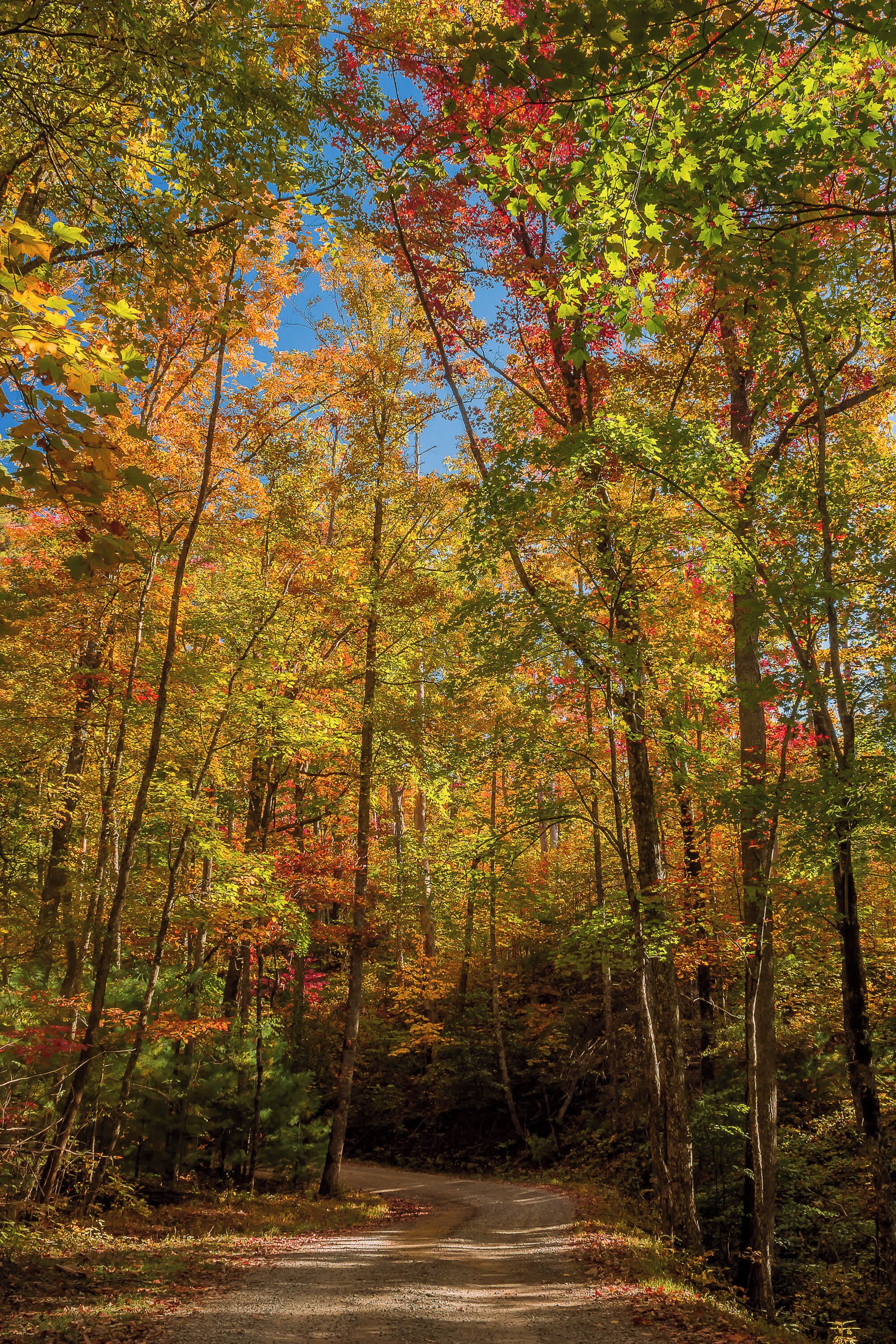 Keep your eyes peeled for native wildlife along the Blue Ridge Parkway, from black bears to white-tailed deer, as they roam freely in their mountain habitat ⎯ just 35 miles away!
