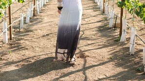 A vineyard with rows of grapevines and a building in the background. - Sol del Valle (Valle de Guadalupe)