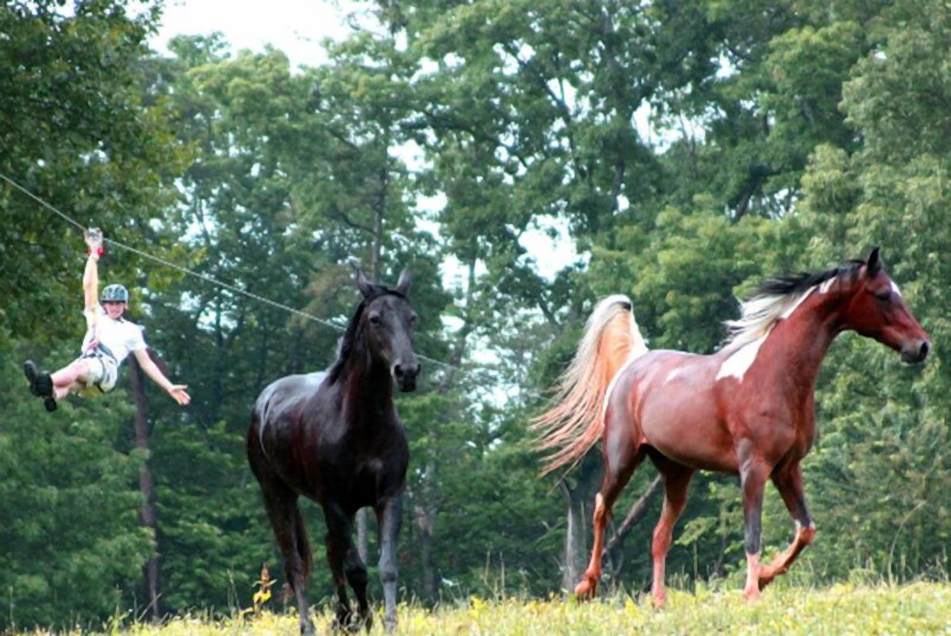 Una persona se balancea en una cuerda entre dos caballos en un campo cubierto de hierba, con árboles al fondo.
