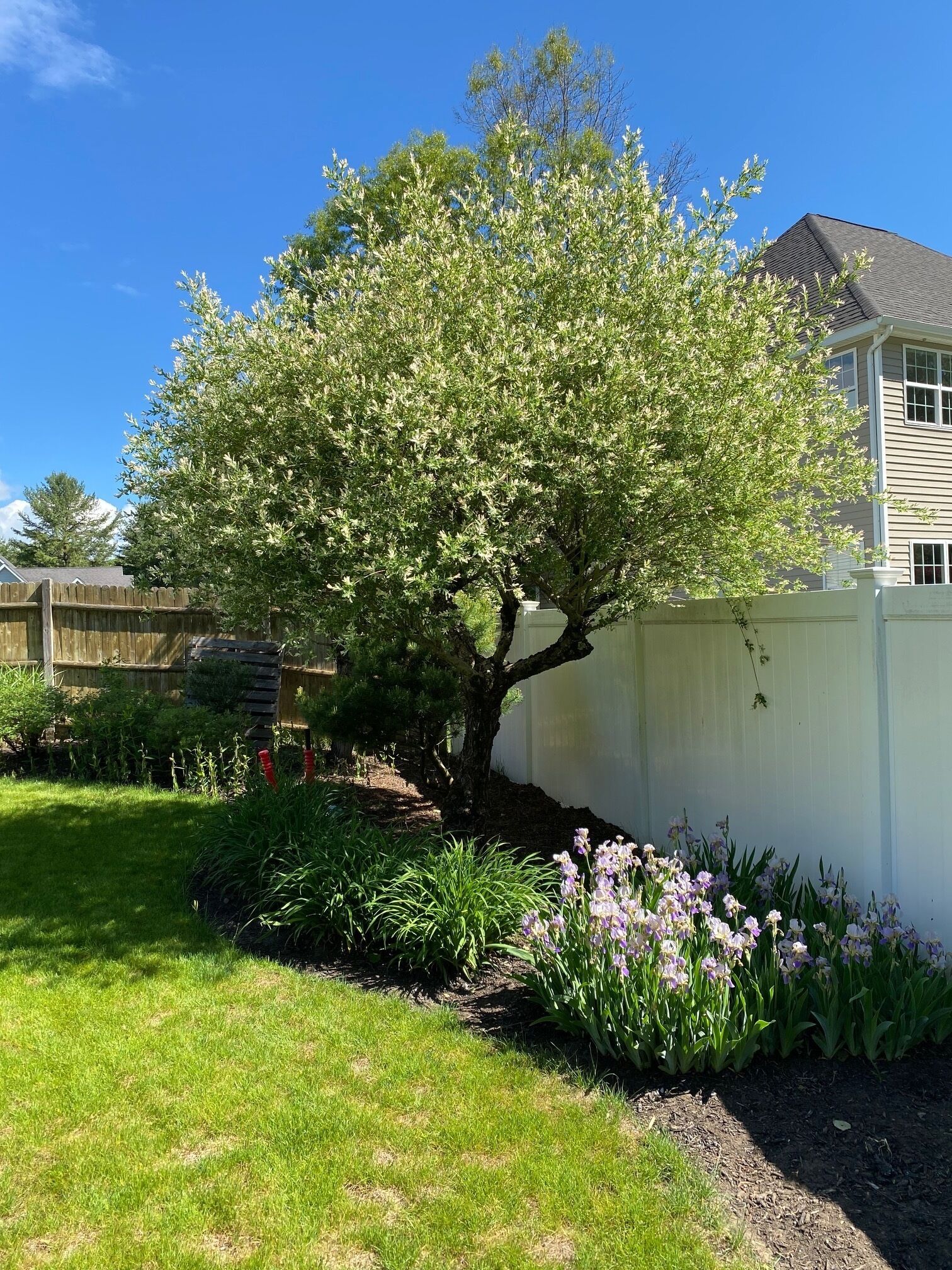 A well-maintained garden with a variety of plants and flowers, a wooden fence, and a house in the background.