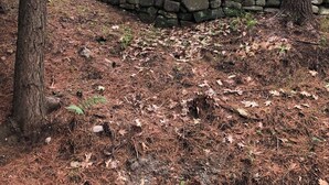 Een rustieke blokhut met een stenen fundering, omgeven door bomen en een stenen muur.