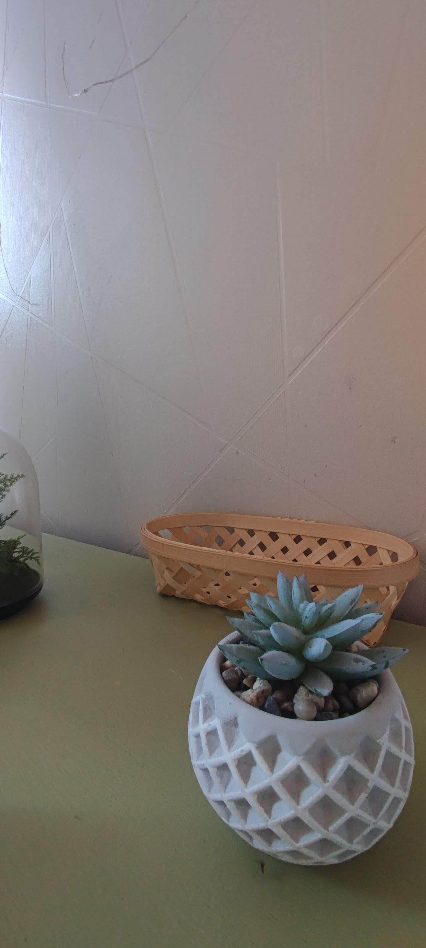 Une plante succulente en pot, posée sur une table, à côté d’un panier tressé et d’une cloche de verre contenant une autre plante.