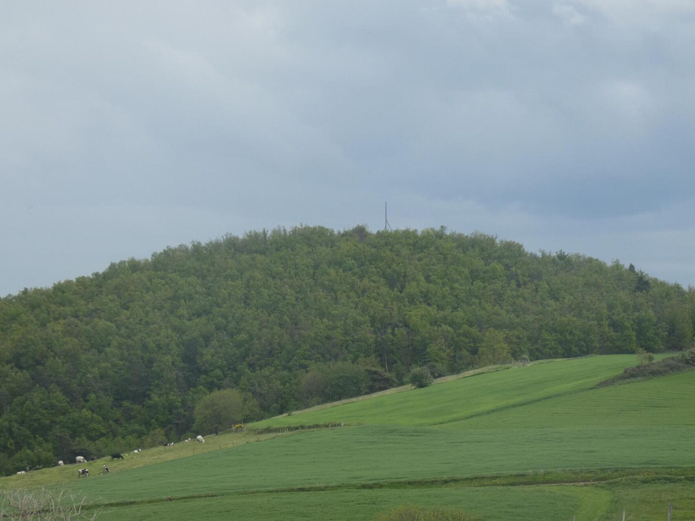 A green field with a hill in the background.