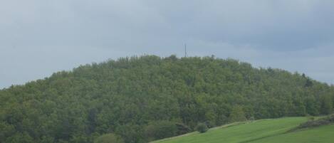 A green field with a hill in the background.