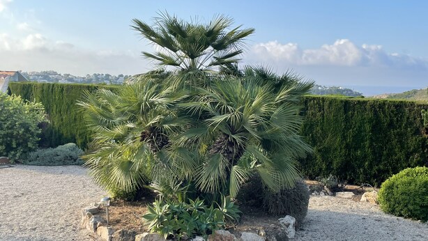 Un palmier dans un jardin de gravier, avec une haie et une vue sur une ville lointaine.