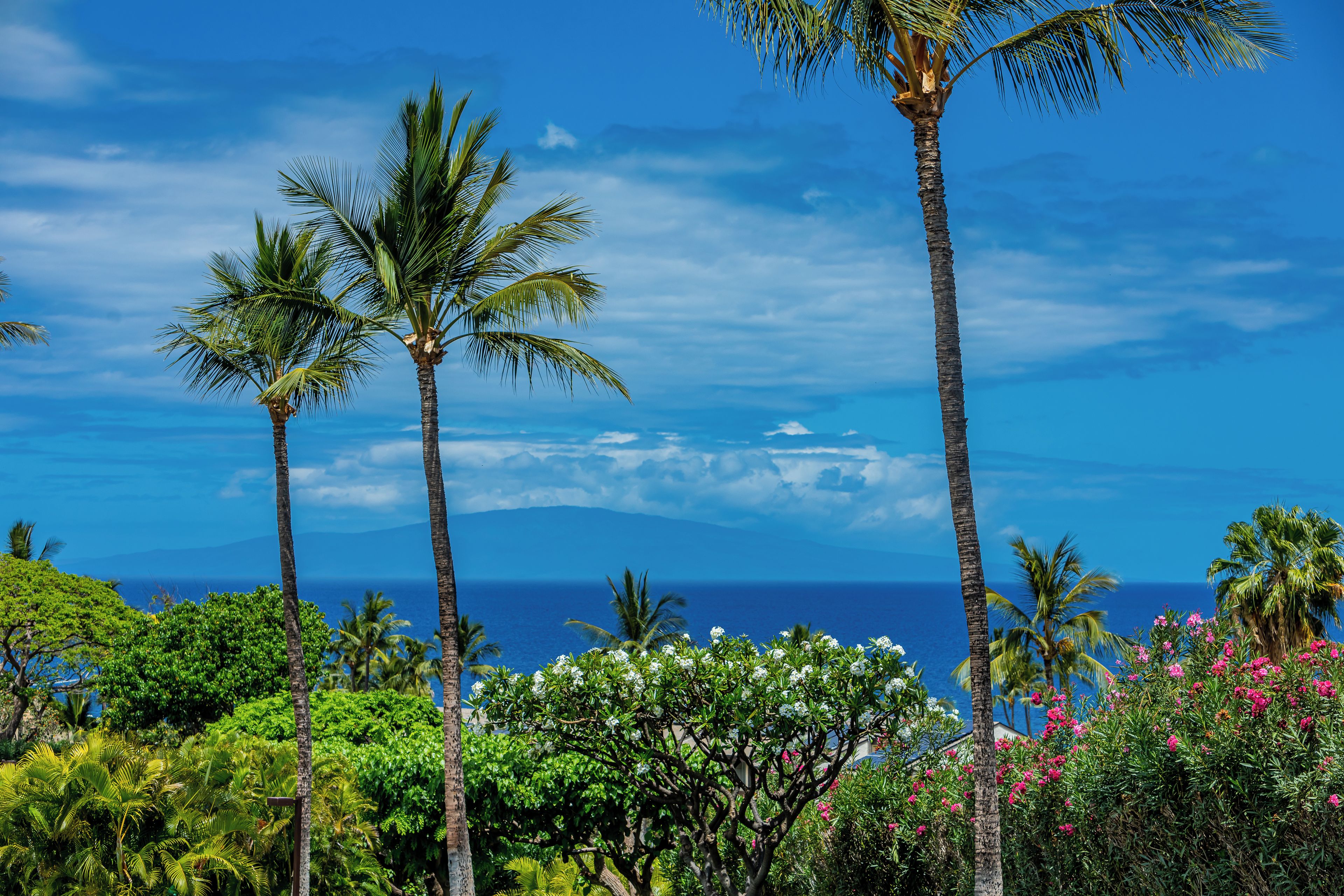 Un paisaje tropical con palmeras y vista al océano.