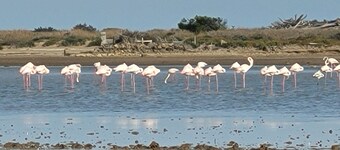Pleasant house, shared private pool Les Eaux Vives 1 ST PIERRE LA MER