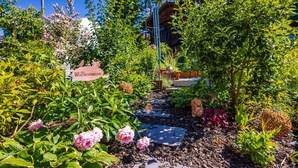 Ein Gartenpfad mit trittfesten Steinen, umgeben von verschiedenen Pflanzen und Blumen.