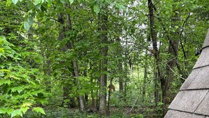 A wooded area with a path leading to a small shed. - Beach House in waterfront gated community w/ salt water pool (Lewes)