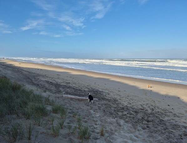 A beach with sand, grass, and a dog. - Cozy 1-bedroom villa with private pool and garden (Vensac)
